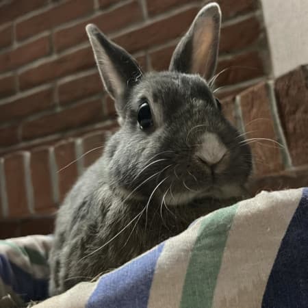 perla